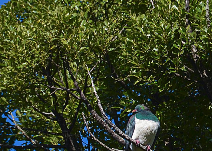  at 17 Te Mu Road, Lake Tarawera, Rotorua