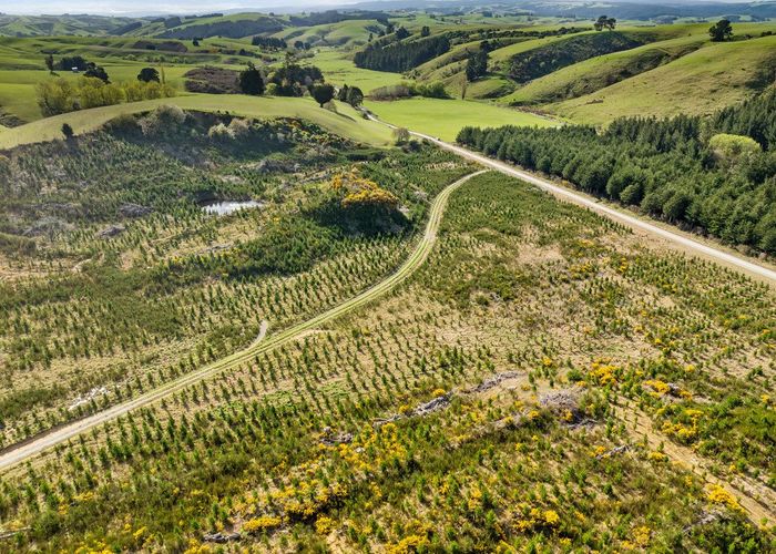  at Claim Ground Forest, Waitahuna, Clutha, Otago