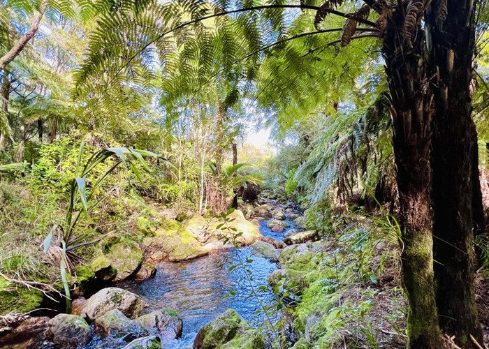  at 600 Buffalo  Road, Coromandel, Thames-Coromandel, Waikato