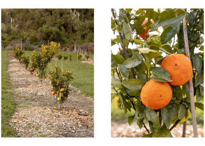  at 230b Withy Road, Manawahe, Whakatane, Bay Of Plenty