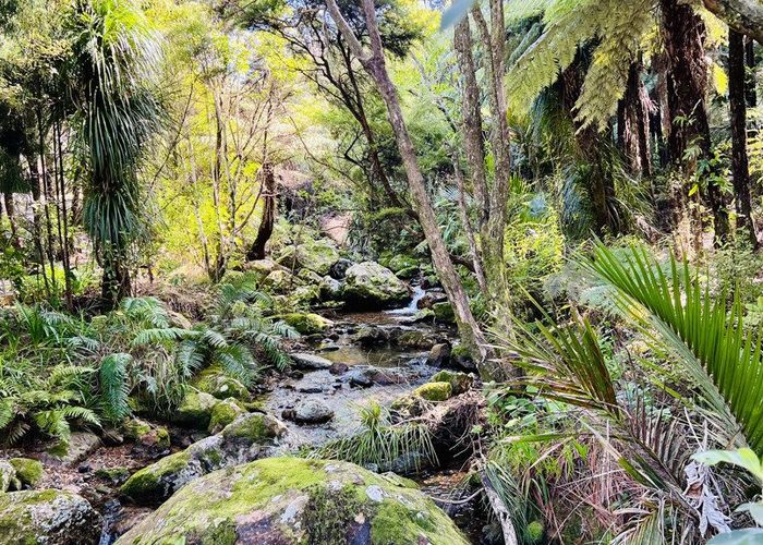  at 600 Buffalo  Road, Coromandel, Thames-Coromandel, Waikato