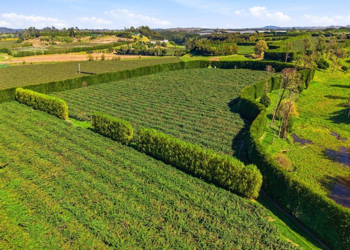  at 206 Casuarina Drive, Te Puke, Western Bay Of Plenty, Bay Of Plenty