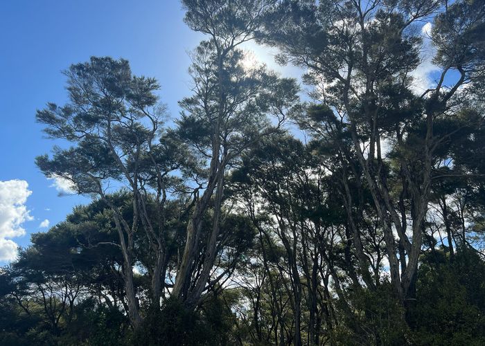  at 11 Ti Tree Lane, Stanmore Bay, Rodney, Auckland