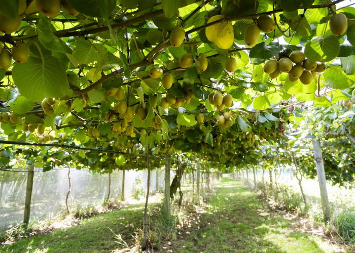  at 457 Whatitiri Road, Poroti, Whangarei, Northland