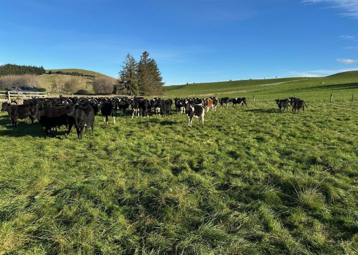  at 114 Bull Creek Road, Milton, Clutha, Otago