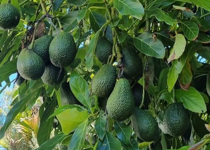  at 124 Victoria Street, Onehunga, Auckland City, Auckland