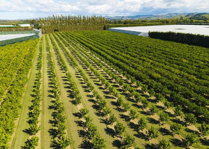  at 75 Brown Road, Ormond, Gisborne, Gisborne