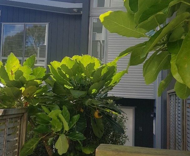  at 7/114 Mitchell St , Brooklyn, Wellington, Wellington