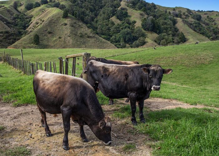  at 179 and 216 Rankin Road, Waiotahi, Opotiki, Bay Of Plenty