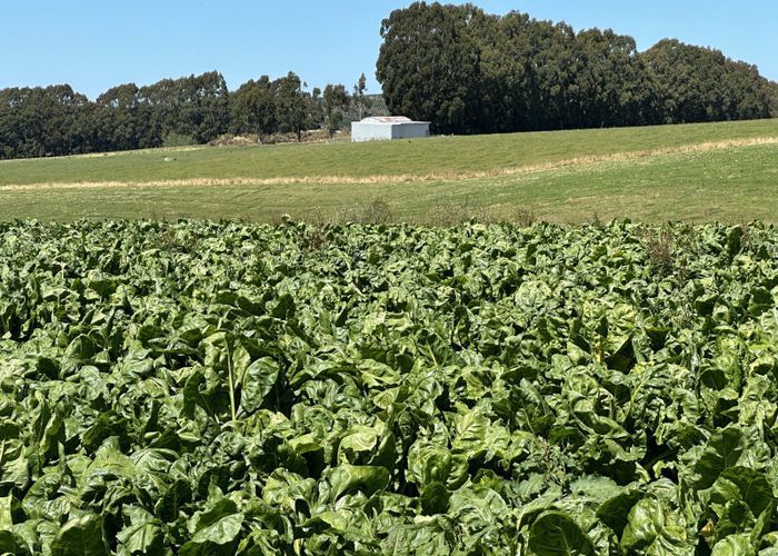 For sale 1156 Hillend Road, Balclutha, Clutha, Otago homes.co.nz