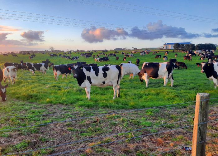  at 455 West Coast Road, Te Kopuru, Kaipara, Northland