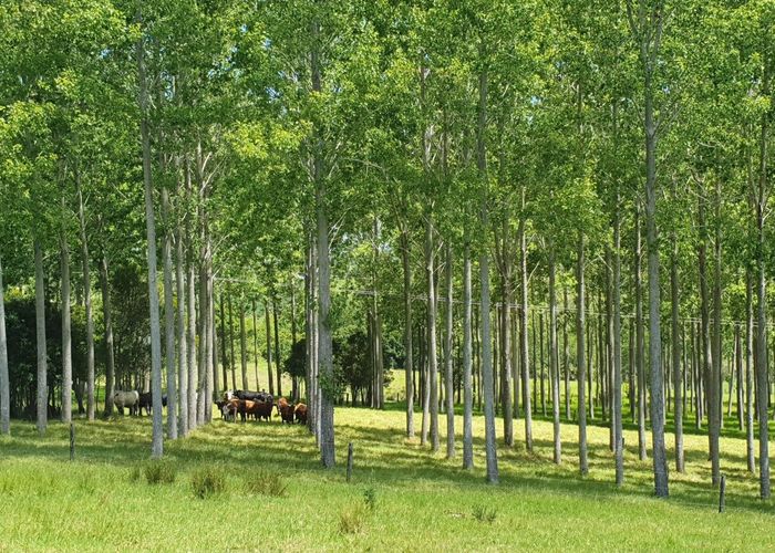  at 237 Hewlett Road, Whangarei, Whangarei, Northland