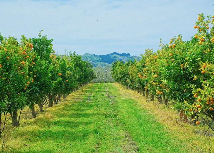  at 120 Pilmer Road, Makauri, Gisborne, Gisborne