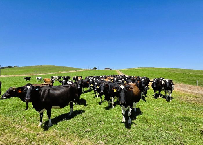  at 77 Molloy Road, Ruawai, Kaipara, Northland