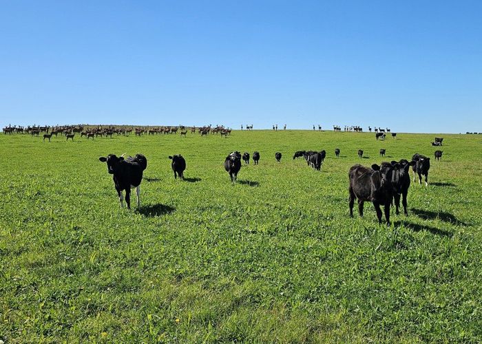  at 1550 Waimumu Road, Mataura, Gore, Southland
