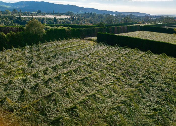  at 172 Maungarangi Road, Te Puke, Western Bay Of Plenty, Bay Of Plenty