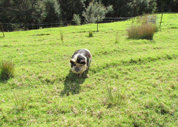  at 227 Mangahui Road, Whareora, Whangarei, Northland
