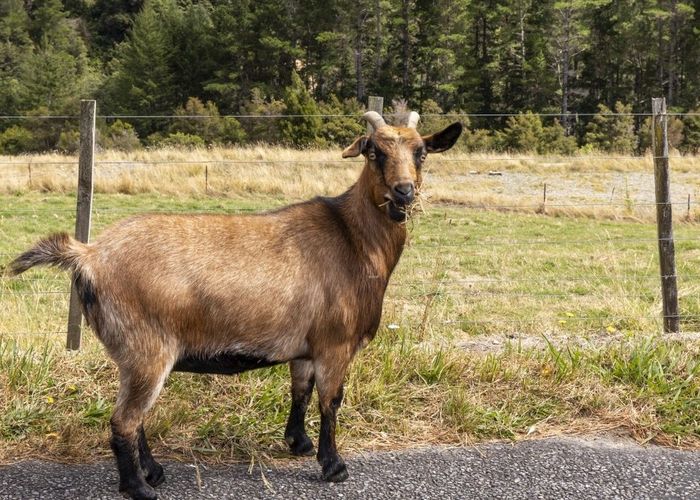  at 131 Wakamarina Road, Canvastown