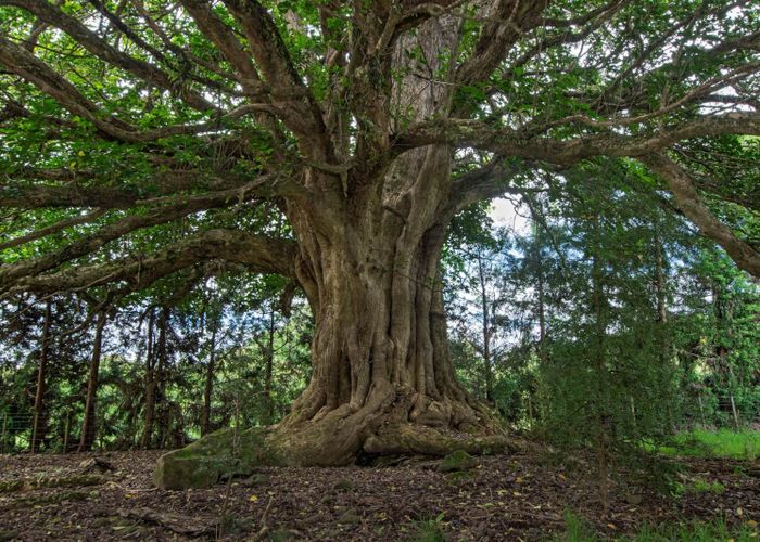  at 662A Ngunguru Road, Glenbervie, Whangarei, Northland