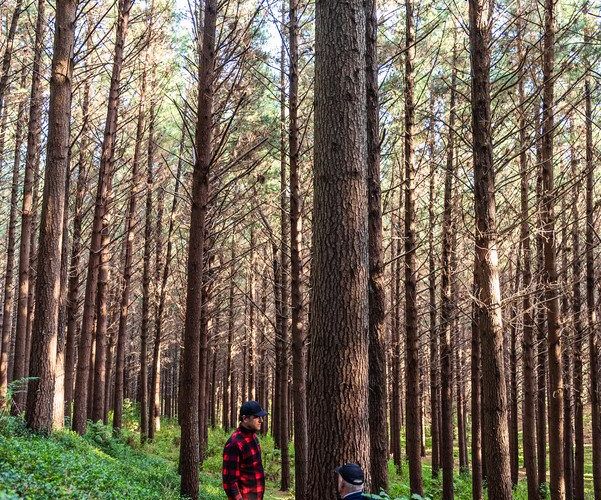  at Okoia Forests 1 & 2, Okoia, Whanganui, Manawatu / Whanganui