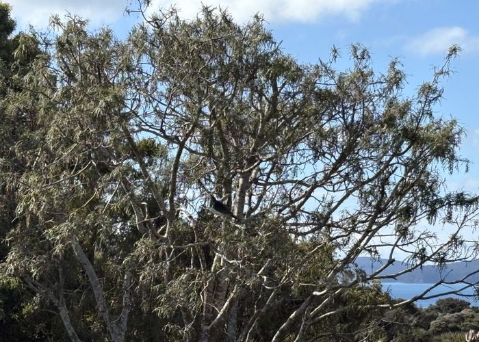  at 10 Puriri Place, Sandspit, Warkworth