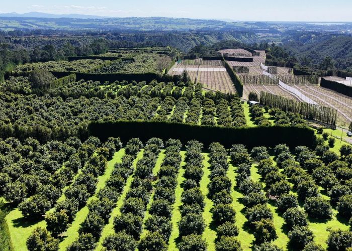  at 232C Williams Road, Pyes Pa, Tauranga, Bay Of Plenty