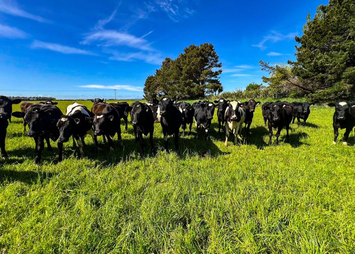 at 98 Taramoa Plains Road, Wallacetown, Southland, Southland