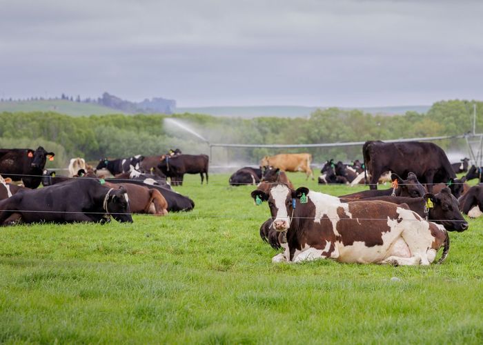  at 2593 Hakataramea Highway, Waimate, Waimate, Canterbury
