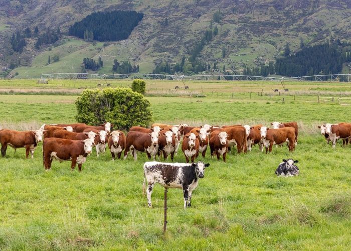  at Gilmour Road, Roxburgh, Central Otago, Otago