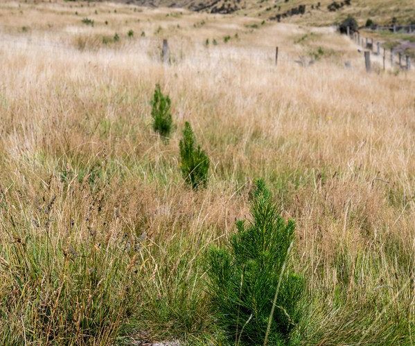  at Masons Flat Forest, Hawarden, Hurunui, Canterbury
