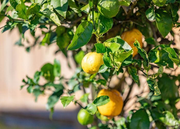  at 34 Farnborough Drive, Nawton, Hamilton, Waikato