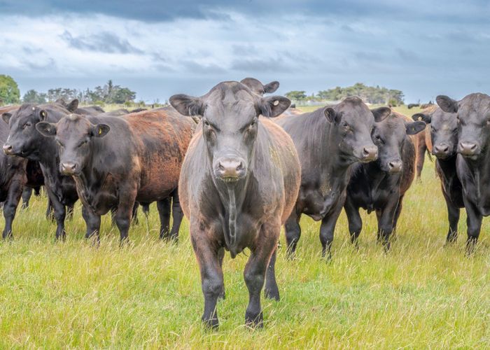  at 247 Seabridge Road, Motukarara, Banks Peninsula, Canterbury