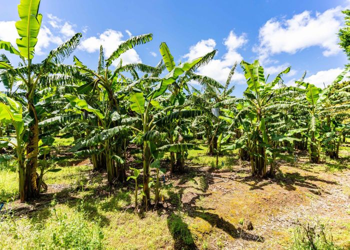  at 146 Bint Road, Maungakaramea, Whangarei, Northland
