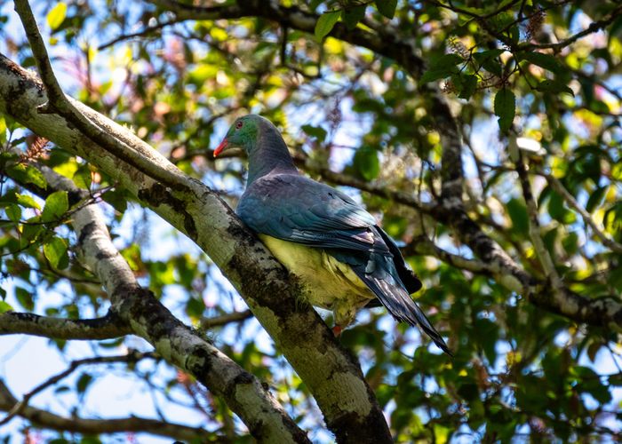  at 2261 Lake Brunner Road, Kumara
