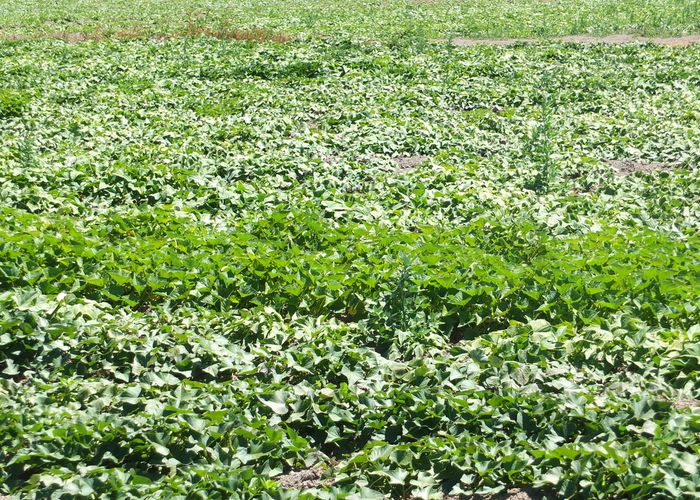 at 57 Heawa Road, ARATAPU, DARGAVILLE