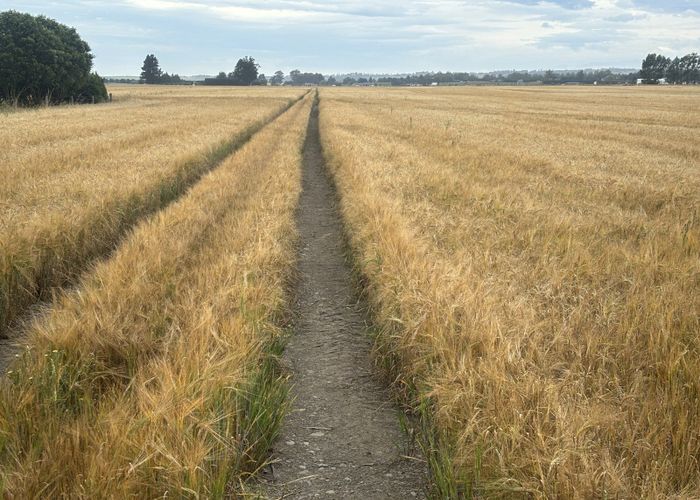  at 215 Falvey Road, Timaru, Timaru, Canterbury