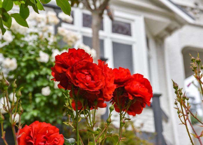  at 157 Victoria Road, Saint Clair, Dunedin