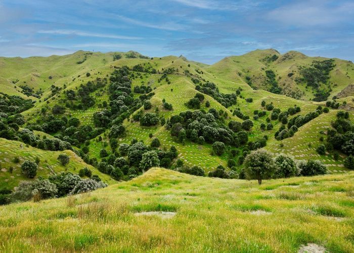  at Ngakonui Forest, Martinborough, South Wairarapa, Wellington