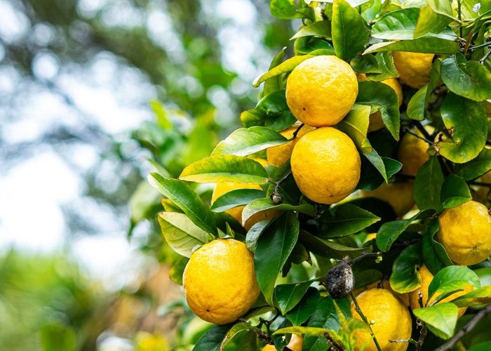  at 8 Botany Lane, Whitby, Porirua, Wellington