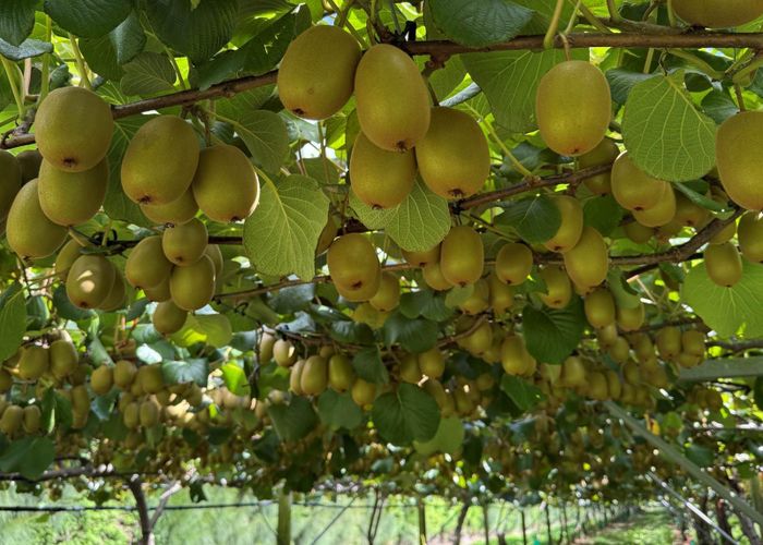  at 5 Selwyn Road, Poroporo, Whakatane, Bay Of Plenty