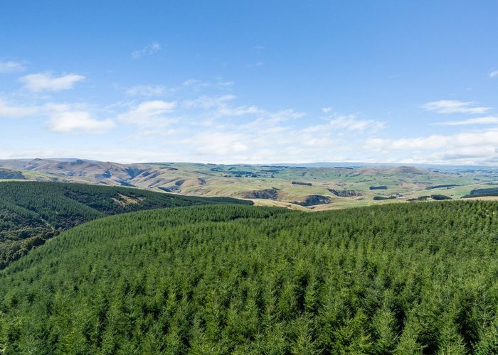 at Charteris Bush Forest, Tapanui, Clutha, Otago