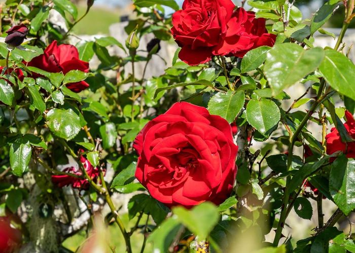  at 116 Springfield Road, Whangarei