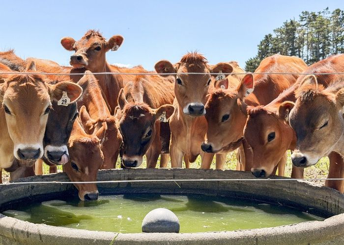  at 1347 Tennent Drive, Linton, Palmerston North, Manawatu / Whanganui