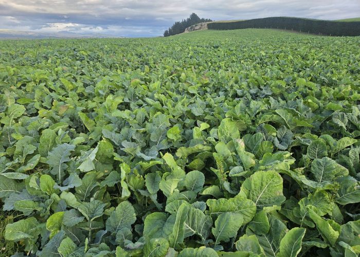  at Alma-Maheno Road, Maheno, Waitaki, Otago