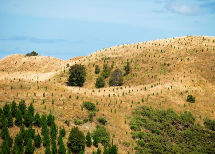  at Turakina Forest, Turakina, Rangitikei, Manawatu / Whanganui