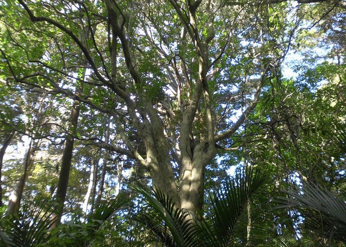  at 467C Pahi Road, Pahi, Paparoa