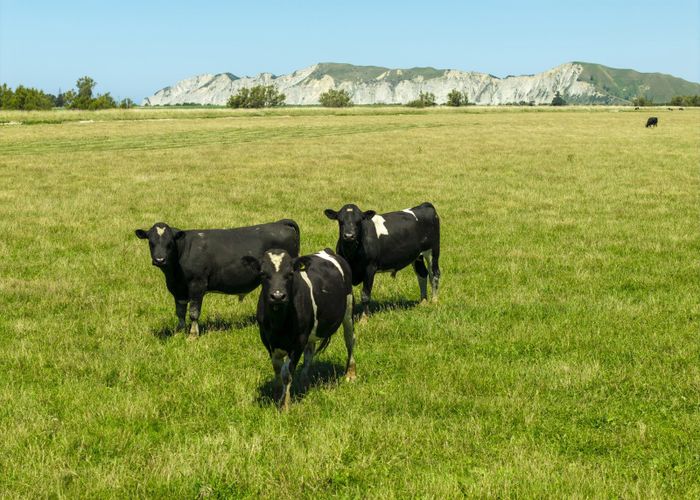  at 1343 Wharerata Road, Muriwai, Gisborne, Gisborne