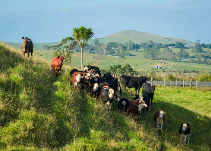  at Ararua Road, Matakohe, Kaipara, Northland
