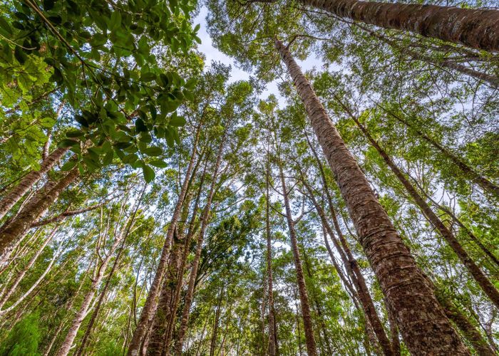  at 138 Mahurangi West Road, Mahurangi West, Rodney, Auckland