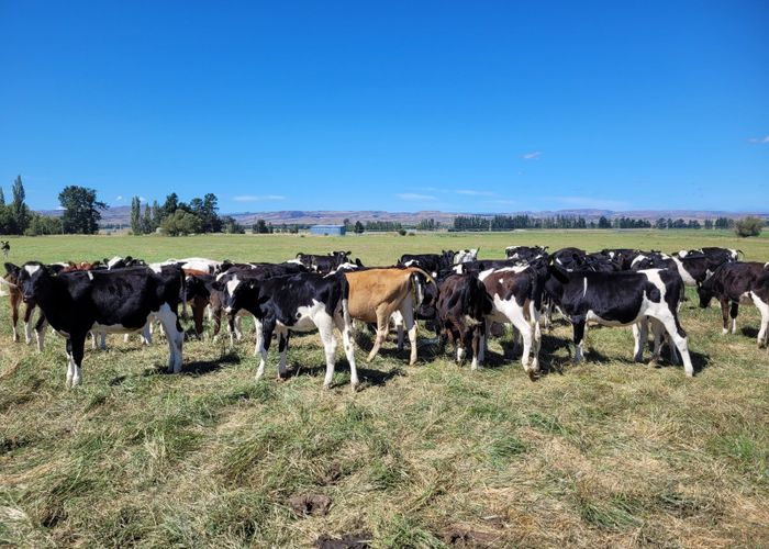  at 343 McHardy Road, Middlemarch, Dunedin, Otago